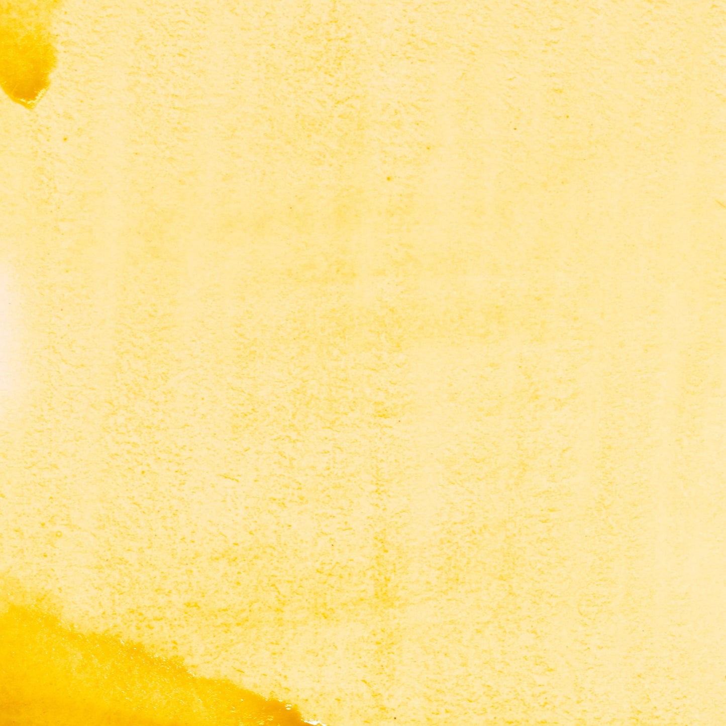 Watercolor painting in bright, natural Greenweed Lake Yellow, a botanical lake pigment made from the flowering tops of the greenweed plant (Genista tinctoria). Historically used in medieval Europe for manuscript illumination and textiles. Handcrafted with pure pigment, honey, and gum arabic for professional, archival quality. Transparent, vibrant, and ideal for botanical art, glazing, and historical palettes.