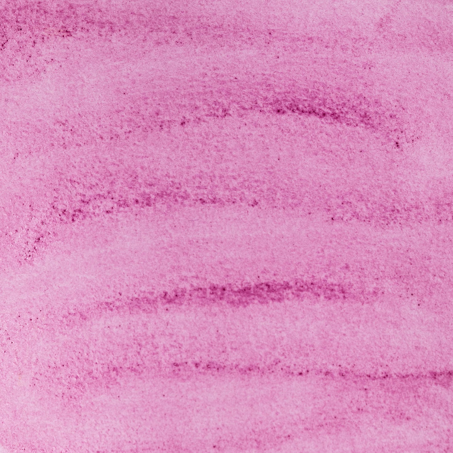 a close up of a Watercolor painting in vivid crimson Cochineal Lake, a natural dye pigment made from insects of the Dactylopius coccus species. Used since pre-Columbian times and popular in European art for centuries. Handcrafted with honey and gum arabic. Bright, transparent, and historically significant, ideal for glazes, manuscripts, and botanical red tones.