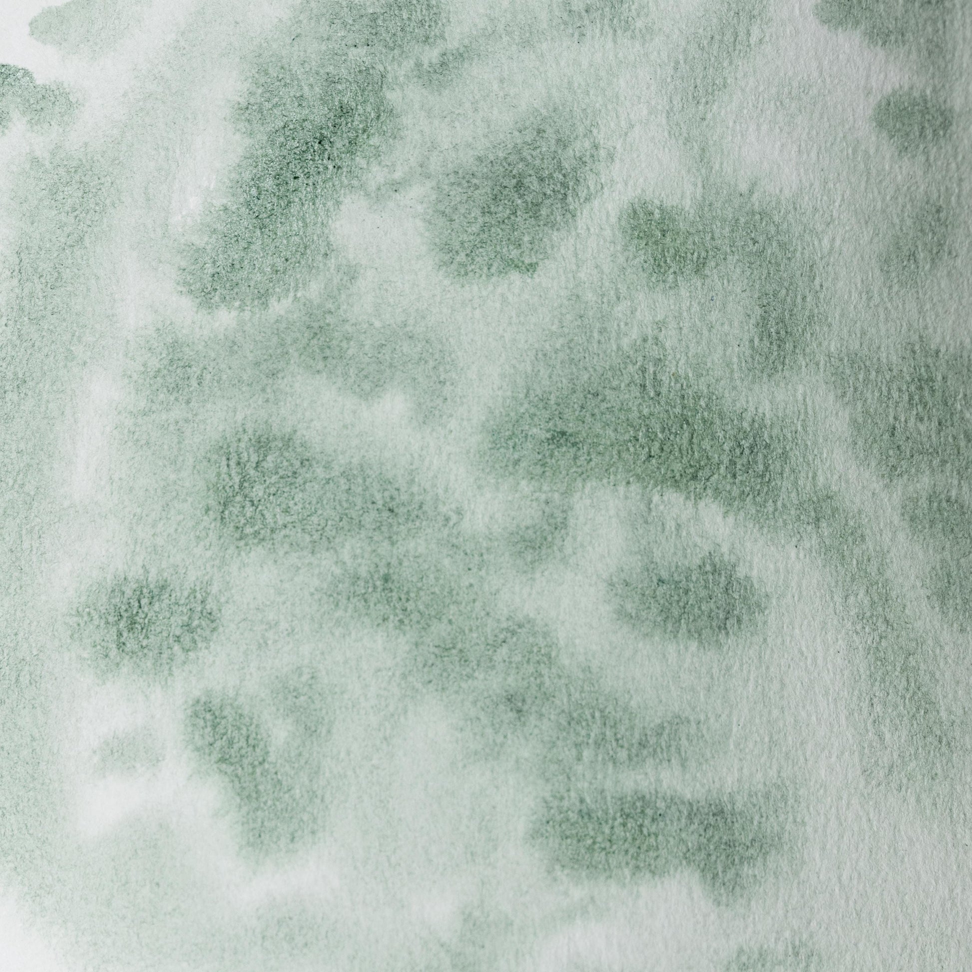 Watercolor painting in gentle yellow-green Mulberry Leaf Lake, made from natural dye extracted from Morus alba leaves. Traditionally used in East Asian art and textile dyeing. Handcrafted with honey and gum arabic. Transparent and plant-based, ideal for soft layering, foliage, and historical botanical studies.