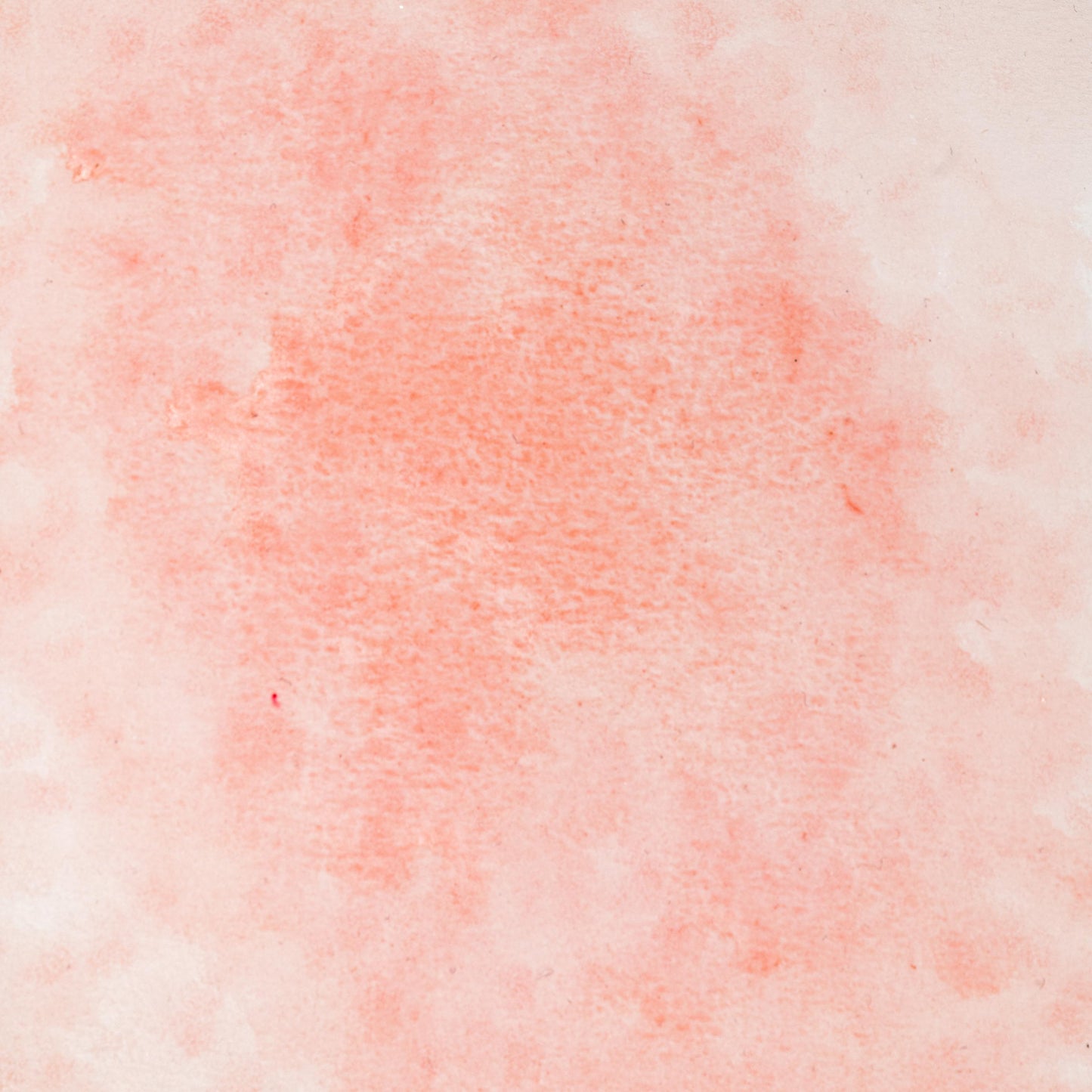 Watercolor swatch in Kermes Lake, a deep crimson historic pigment derived from the Kermes insect (Kermes vermilio), one of the earliest natural red dyes used in the Mediterranean and Middle East. This rich, handmade watercolor is crafted with honey and gum arabic, offering a transparent, lightfast red ideal for medieval manuscript painting, historical palettes, and traditional botanical illustration.