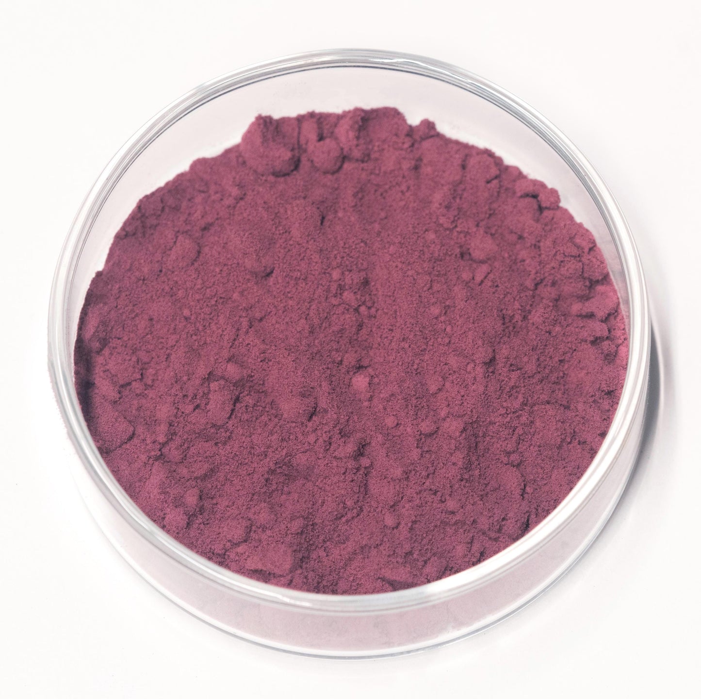 Tyrian Purple Bolinus Brandaris Pigment