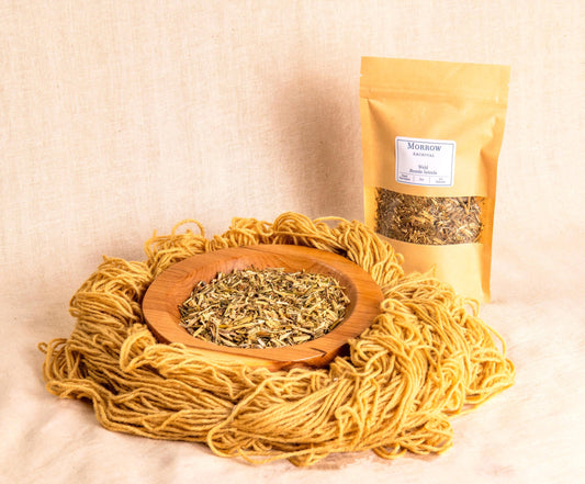 Weld Dye by Morrow Archival, shown as a soft yellow powder in a wooden bowl, alongside brilliant yellow-dyed wool yarn and a labeled kraft pouch. Derived from Reseda luteola, one of the oldest known yellow dye plants, weld produces clear, lightfast yellows used in medieval European tapestries and botanical dye traditions. Perfect for natural dyeing, historic reproduction, and sustainable fiber arts seeking luminous plant-based color.